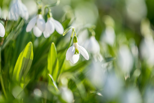 on:White blooming snowdrop folded or Galanthus plicatus. Spring sunny day in the forest.