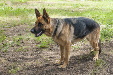 thoroughbred dog on the green grass in the park training