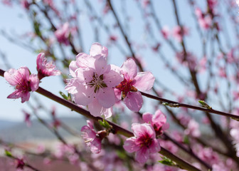 Flowering peach tree garden