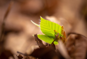 A green sprout, fallen old leaves 2