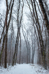 Snowstorm in the winter forest
