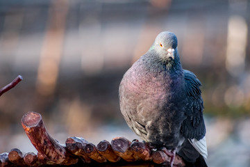 The Rock dove sits on a bird feeder, closeup
