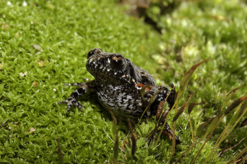 De Villiers' moss frog