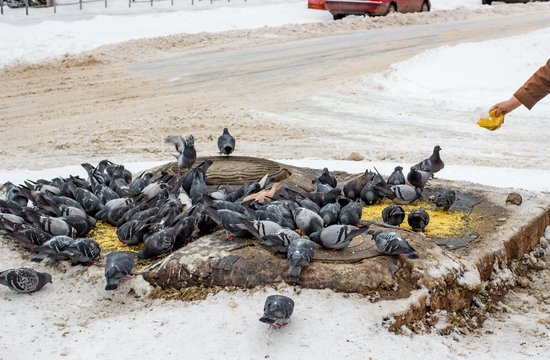 Feeding of city pigeons in winter
