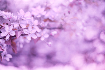 Sprinh background blooming apple tree 
