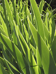 Iris-Laub, Schwertlilie