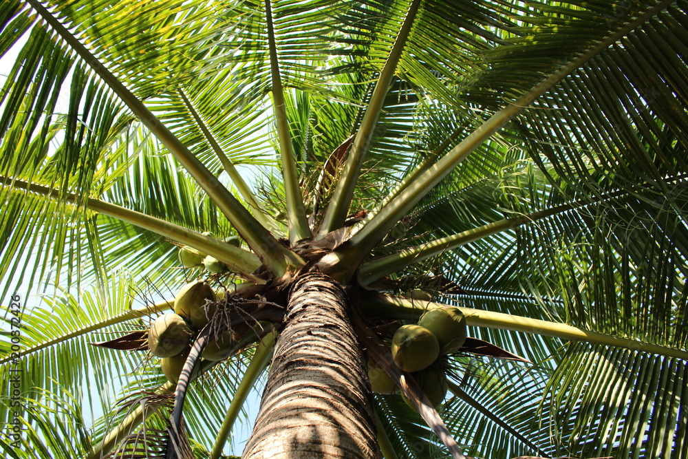 Wall mural coconut tree in thailand