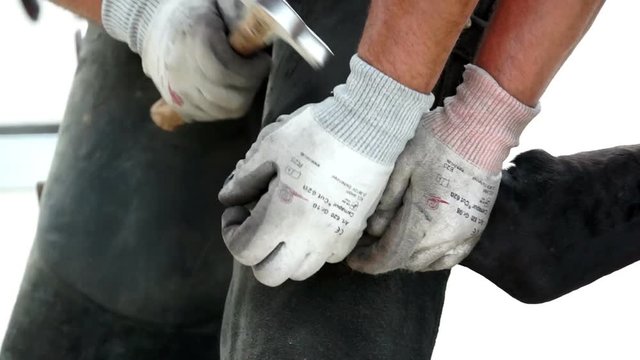 Hufschmied nagelt ein Hufeisen auf. Seitenansicht