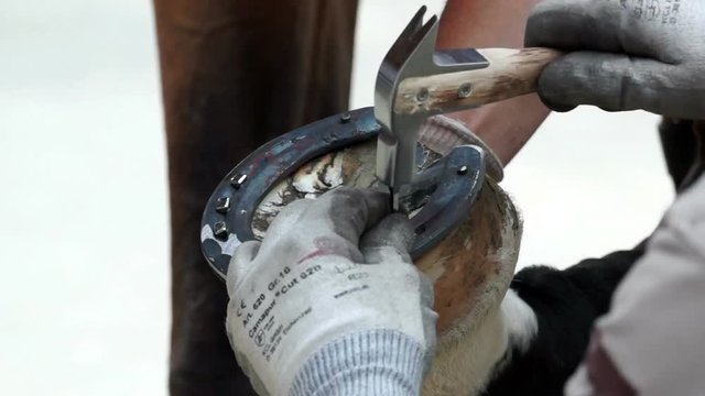 Hufschmied nagelt ein Hufeisen auf. Topansicht