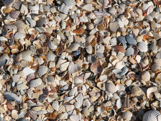 Background of multicolored seashells