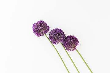 Purple Allium isolated on white background