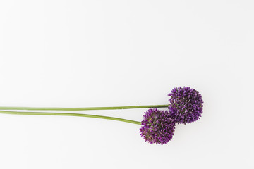 Purple Allium isolated on white background