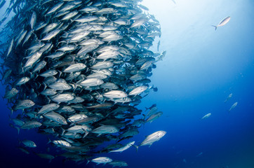 Fototapeta premium Big eye Trevally Jack, (Caranx sexfasciatus) in polarized school, bait ball or tornado with a diver taking pictures. Cabo Pulmo National Park. Baja California Sur,Mexico.