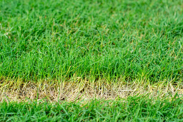 Green grass.