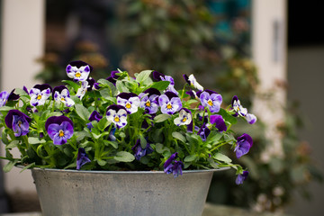 Violet Flowers White Purple Yellow Green in a Pot Outside