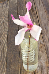 Magnolia flower in spiral glass vase on wooden background