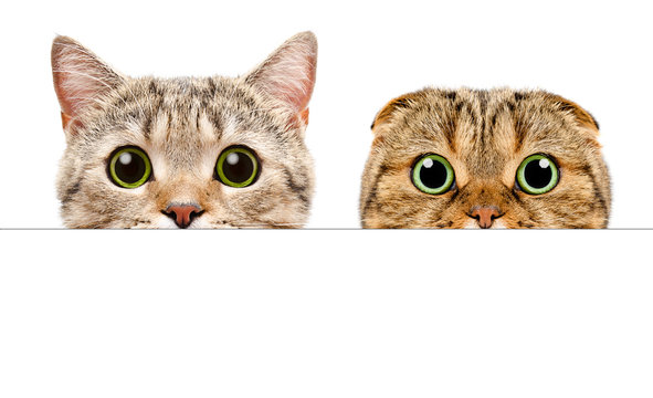 Portrait of a two cats peeking from behind a banner, isolated on white background