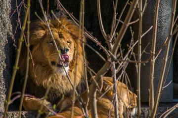 Two Zoo Lions Chilling On A Stone in the sun