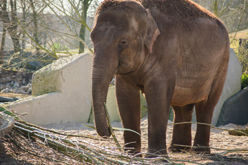 Fototapeta na wymiar Indian Elephant Zoo Brown Eating Walking Sun