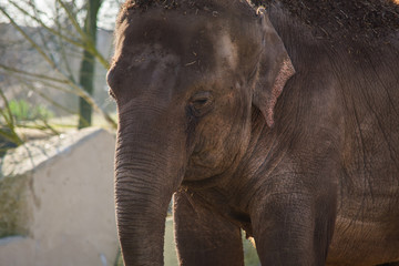 Fototapeta na wymiar Indian Elephant Zoo Brown Eating Walking Sun