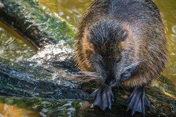 Beaver Rat Swimming Water Brown Animal Zoo
