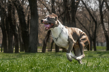 amstaff terrier dog spring walk in park