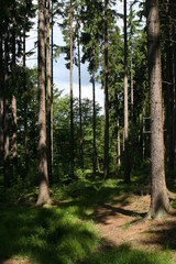 Narrow forest path on a sunny day