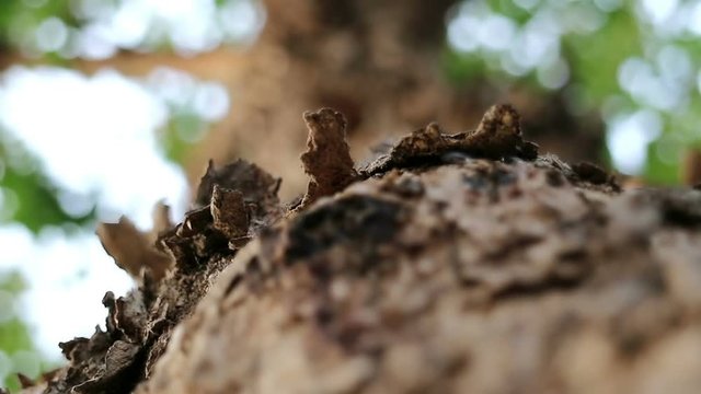Extreme close-up of Pterocarpus macrocarpus also known as Burma padauk tree.