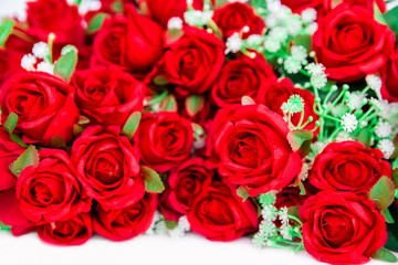 Rose - Flower, Flower, Single Flower, Petal, Plant