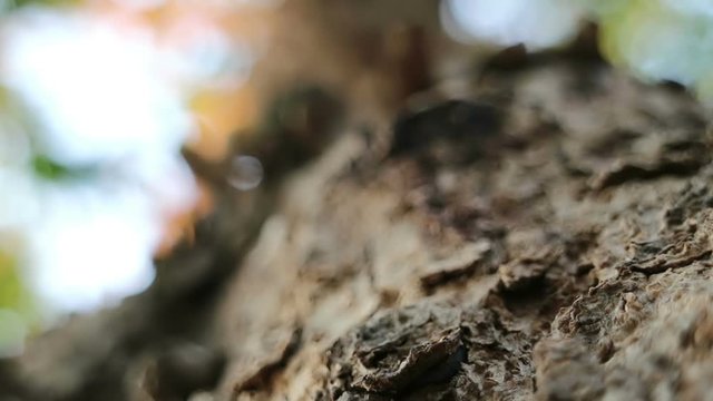 Extreme close-up of Pterocarpus macrocarpus also known as Burma padauk tree.