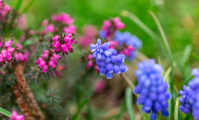 Purple and violet flowers 1
