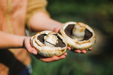 the girl is holding fresh juicy big white mushrooms