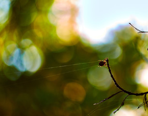 лето,  ветка, паук, паутина, summer, branch, spider, web