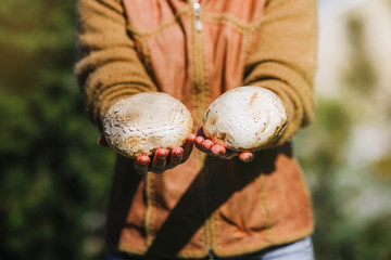 the girl is holding fresh juicy big white mushrooms