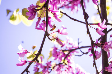 bee in blossom