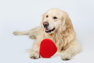 Golden Retriever with red heart on grey background
