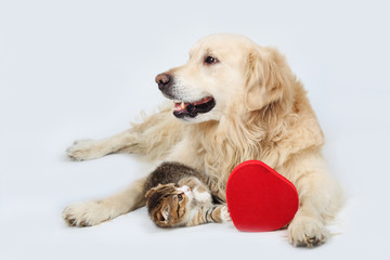 Golden Retriever and a small kitten lying with a red heart on a gray background