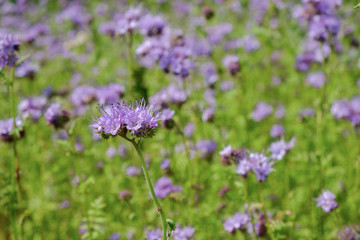 Closeup of a blooming phacelia on a field (Phacelia tanacetifolia, scorpionweed, heliotrope). A nectar source is a flowering plant.