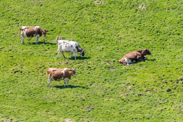 Naklejka premium Simmentaler Kühe auf grüner Frühlingswiese, Emmental