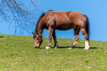 Pferd auf Wiese im Frühling, Emmental