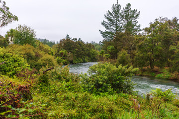 Obraz premium A swollen river meandering its way through a thick vegetation