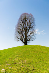 Obraz premium grosse Linde auf der Lueg, Emmental