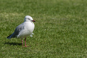 A seagull with wind ruffled feathers on a lawn