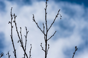 Fototapeta na wymiar Bare branches of a tree against the background of a blue sky