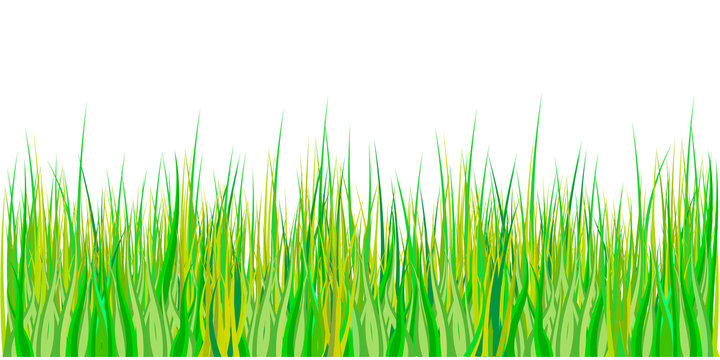 Spring grass. Easter decoration with spring grass and meadow flowers. Isolated on white background. Vector
