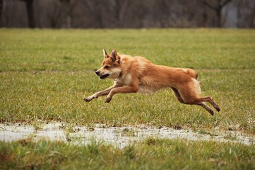 Hund auf Wiese