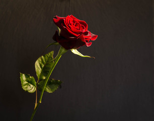 beautiful  single scarlet  rose on dark background