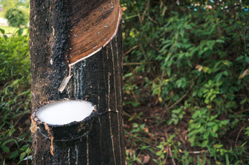 Extraction of latex