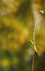 Bee Eater