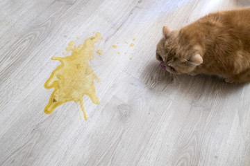 Yellow vomit on a light wooden floor and a cat